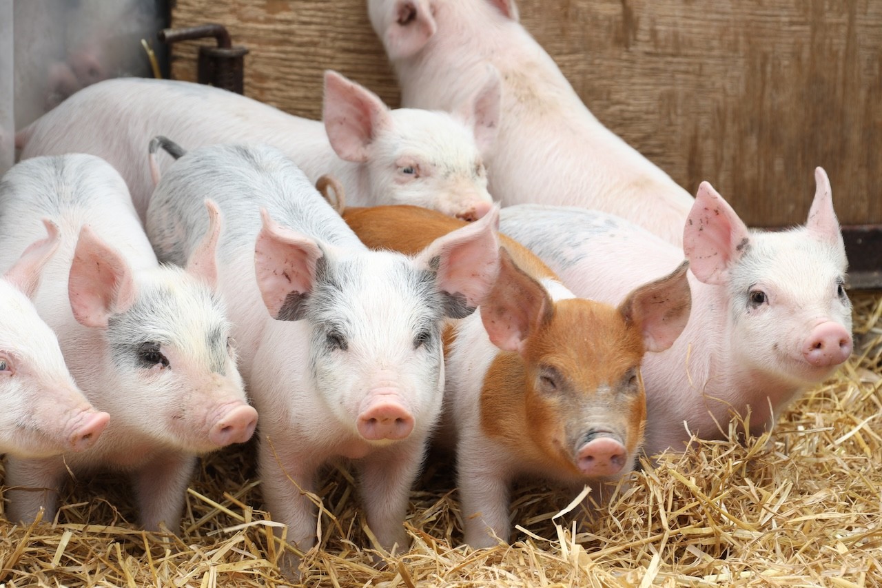 weaned-piglets-on-straw-1774955398.JPG