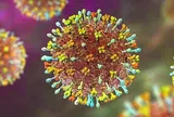 Bác sĩ chỉ dấu hiệu nhận biết và cách phòng tránh virus Nipah