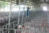 Giá heo hơi hôm nay, 4-4: Bắt đầu tăng giá ở khu vực miền Bắc