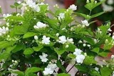 Lời khuyên dành cho những gia đình đang trồng hoa nhài