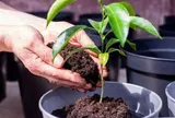 3 lý do nên có một cây chanh trong nhà