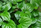 4 lý do nên trồng lá lốt trong nhà