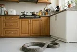 Lời khuyên khi thấy rắn vào bếp