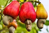 2 loại hạt được ví như "máy sạc tự nhiên" cho não, hạt số 1 ở quê có nhiều nhưng ít ai hay
