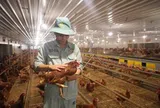 “Cỗ máy” sản xuất 300 triệu quả trứng/năm, có cả trứng nhân sâm của chủ tịch Nguyễn Như So: Nuôi 1 triệu con gà, vận hành bằng robot Đức
