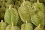 Sau Trung Quốc, Việt Nam khai phá 'mỏ vàng' sầu riêng ngay tại châu Á: Sẽ xuất khẩu kể từ tháng 7, Thái Lan, Malaysia cũng gấp rút chạy đua