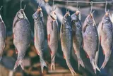 4 loại cá làm tăng nguy cơ mắc ung thư nếu lạm dụng: Thích tới mấy cũng phải hạn chế