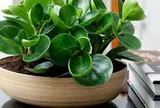 4 lời khuyên dành cho các gia đình đang trồng cây trường sinh