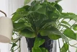 6 lời khuyên dành cho các gia đình đang trồng cây trầu bà