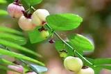 Công dụng của rau ngót