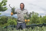 Làm giàu từ mô hình trồng dứa theo chuỗi liên kết bền vững