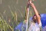 Phát minh của Trung Quốc làm rung chuyển ngành lương thực: Tạo ra giống lúa biến đổi gen khổng lồ cao 2m, sản lượng cao gấp 1,8 lần