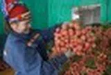 Vải thiều Bắc Ninh mất mùa vẫn lập kỷ lục doanh thu hơn 7.200 tỷ đồng