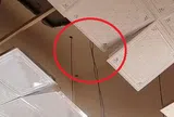 Đang ngủ, người phụ nữ phát hiện cảnh tượng "đáng sợ" giữa đêm