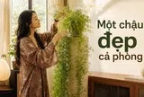Người phụ nữ chỉ đặt một chậu cây 4 năm tuổi trong phòng khách, ai bước vào đều khen: “Nhìn thôi đã thấy thư thái”