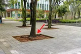 Vì sao dưới gốc cây trong công viên thường để một khoảng đất trống?
