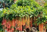 4 lý do người nhà giàu thường trồng lộc vừng trong nhà