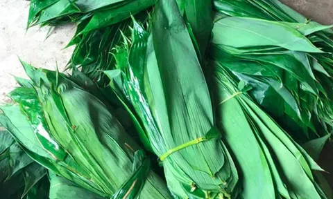 Những loại lá "độc lạ" ở Việt Nam xuất khẩu thu về triệu USD