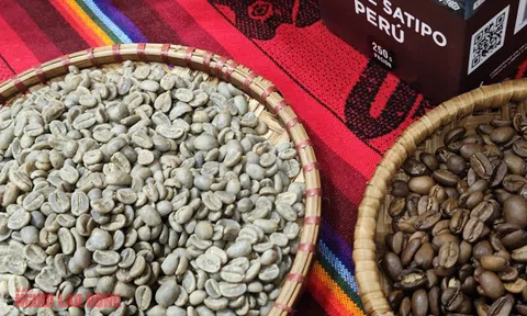 Giá cà phê hôm nay 11-1: Giảm, cà phê ngoại đổ về Việt Nam nhiều