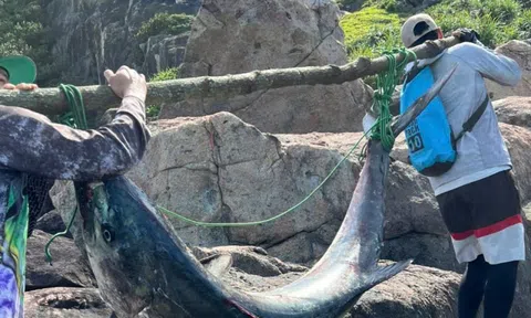 Người đàn ông Đà Nẵng câu được "thủy quái" nặng 63kg, phải khiêng hơn 300m đường núi để đưa lên bờ