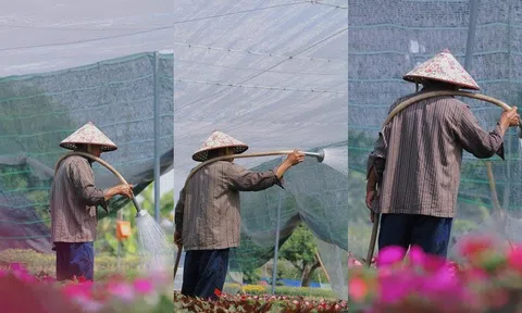 Nhà vườn Tp.HCM tất bật "chăm hoa, đón xuân"