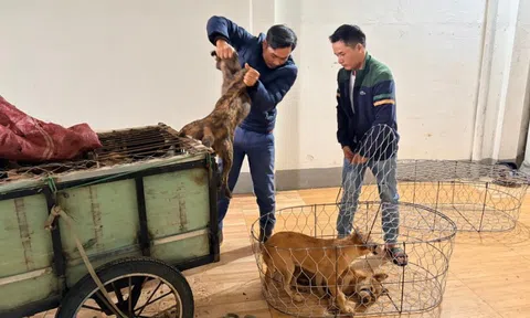 Vụ trộm 5.200 con chó, thu lợi bất chính 2,6 tỉ đồng: Khởi tố, tạm giam 6 đối tượng