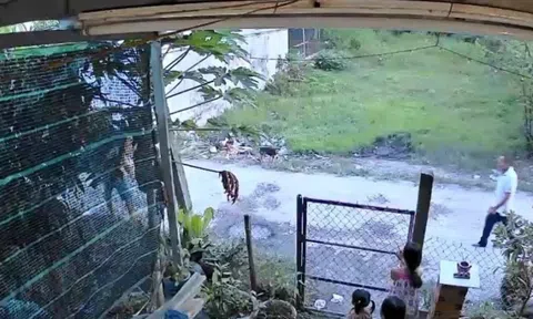 Tranh chấp đất ở Tây Ninh, cậu chém cháu gây thương tích 74%