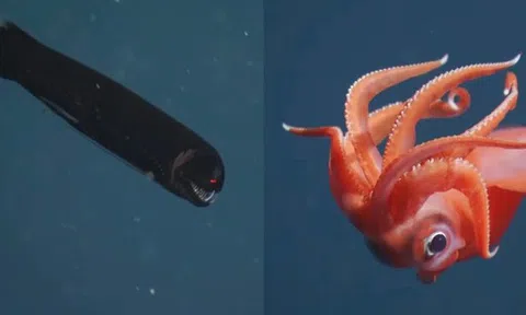 Chạm trán những sinh vật ngoạn mục dưới đáy biển sâu