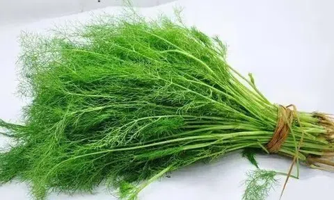 Rau thì là có gây suy thận? Các bác sĩ cảnh báo: Để tránh tổn thương thận, hãy ăn ít 3 loại rau này