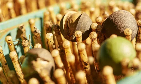 "Nữ hoàng các loại hạt" đắt đỏ bậc nhất thế giới, ví như vàng nâu: Việt Nam có hẳn 1 thủ phủ chuyên trồng