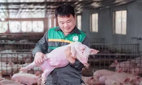 Giám đốc ở Tuyên Quang cho một thứ đặc biệt vào thức ăn nuôi heo, giúp HTX lọt top 10 doanh thu chăn nuôi cả nước