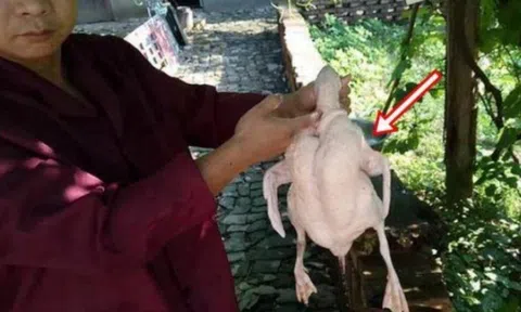 Mổ vịt cúng Tết, người đàn ông sững sờ nhận được “lì xì” trời ban