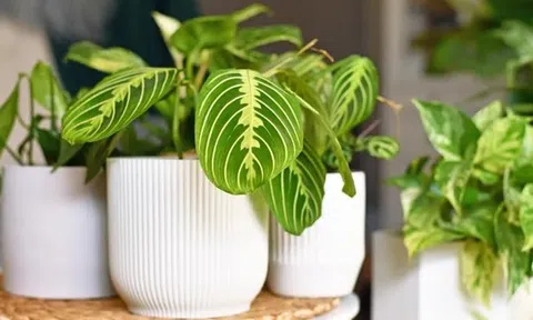 9 loại cây trồng trong nhà được ưa chuộng nhất năm 2026