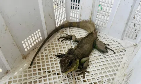 Bắt được ‘Rồng đất’ quý hiếm, nam thanh niên vội mang nộp cho công an