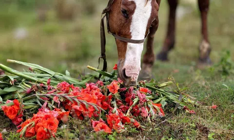 Hoa lay-ơn nở muộn, nông dân ngậm ngùi nhổ bỏ