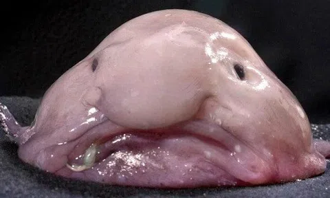 Cận cảnh loài cá xấu xí nhất hành tinh: Liệu bạn có dám thưởng thức?