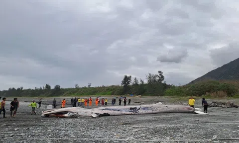 Phát hiện sinh vật khổng lồ dài hơn 15m mắc trong lưới, chuyên gia lập tức tới tận nơi: Cảnh khó tin!