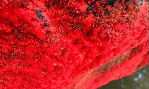 Cảnh tượng lạ trên một dòng sông ở Việt Nam: Tảng đá bỗng đỏ rực như "nở hoa", chính quyền nói gì?