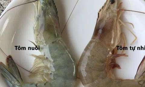 Mẹo "xương máu" phân biệt tôm nuôi và tôm tự nhiên, người bán ít khi tiết lộ