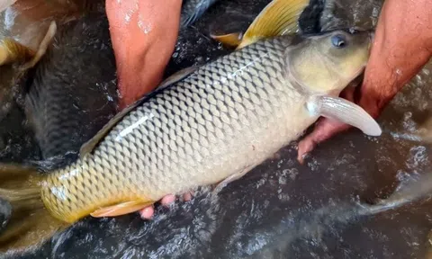 Mẹo xương máu phân biệt cá tươi và cá ươn, người bán "cậy mồm" cũng không nói