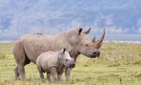 Phía Nam Phi nói gì về việc đại gia Khoa 'kim cương' bị bắt giữ?