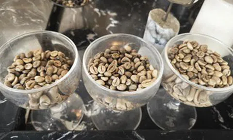 Nghịch lý: Nước không trồng cây cà phê nào lại có nhiều thương hiệu cà phê mạnh toàn cầu