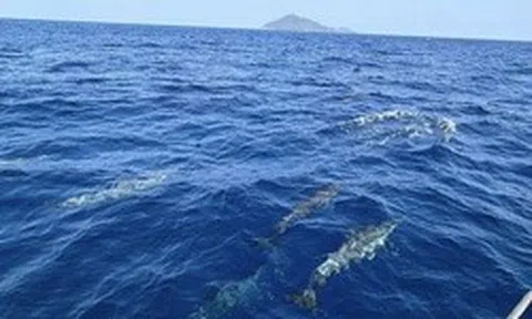 Tuần tra tưởng ảo giác khi thấy hơn 100 sinh vật trồi lên giữa biển, chuyên gia nói: Hiện tượng cực hiếm