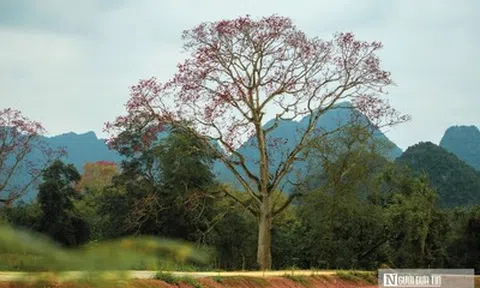 Hoa gạo bung nở rực rỡ, nhuộm đỏ một vùng quê xứ Nghệ