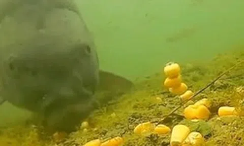 Cá chưa bao giờ lên bờ, làm sao chúng biết hạt ngô có thể ăn được?