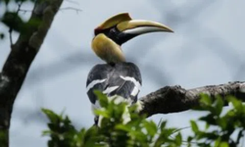 Bất ngờ ghi nhận "báu vật hồng hoàng" lần đầu xuất hiện tại VQG Chư Mom Ray: Được bảo vệ nghiêm ngặt