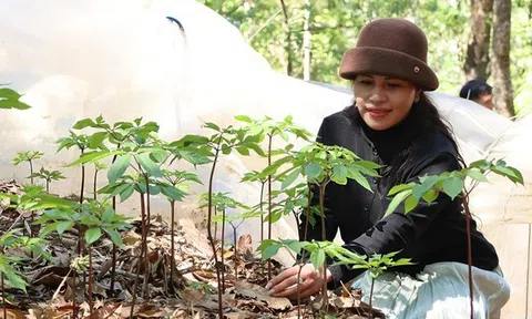 Khoảnh khắc Sâm Ngọc Linh bật mầm sau mùa ngủ đông