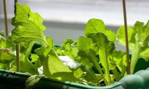 3 loại cây rất hợp với người U50: Biết trồng thì thể chất và tinh thần tốt lên trông thấy