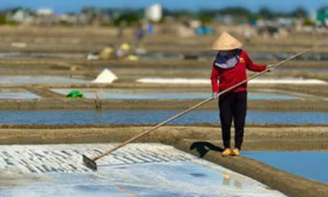 "Hạt ngọc của biển" tăng giá kỷ lục, người dân phấn khởi vào vụ mới