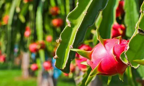 Bộ Nông nghiệp và Môi trường nói gì về tần suất kiểm tra của EU với thanh long từ Việt Nam?